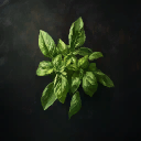 Basil