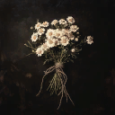 Feverfew