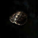 Tortoise Shell