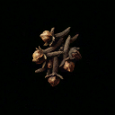 Clove Bud