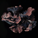 Medicinal Fungi