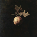 Oak Gall