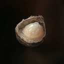 Royal Jelly